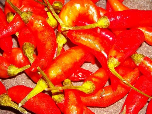 chili red lombok
