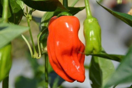 chili hot pepper nature