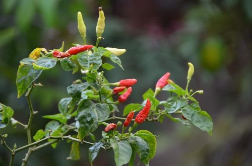 chili bush spices