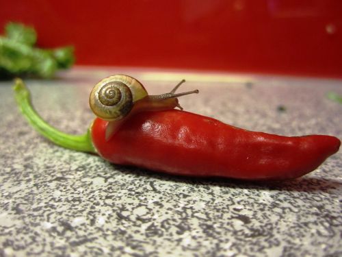 chili snail red