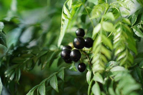 chili berries fruiting fresh