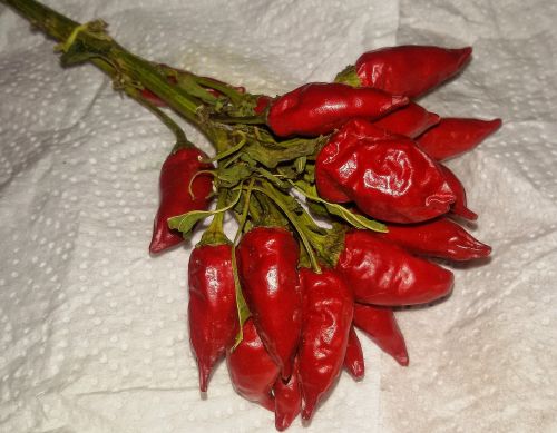 chili pepper spicy kitchen