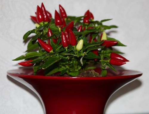 chili pepper red plant