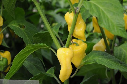 chili pepper habanero vanilla plant