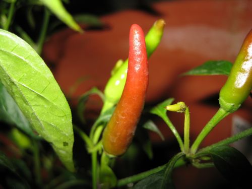 chili plant red spicy