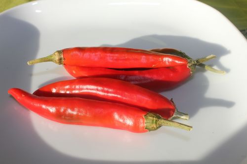 chilli chili pepper red