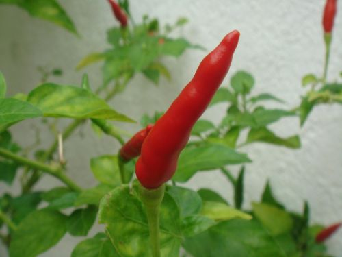 chilli pepper plant