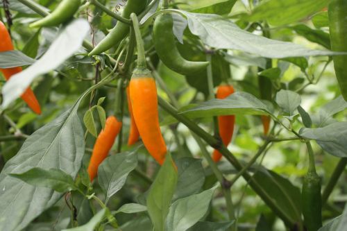 chilli farm farmland