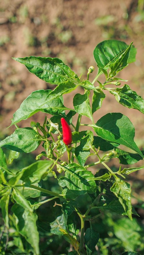 chilli  red  green