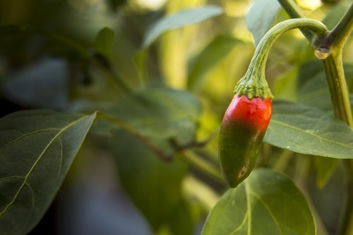 chilli  plant  pepper