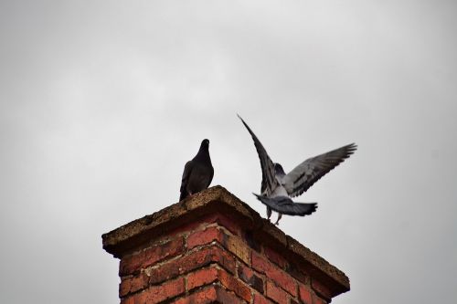chimney pigeon birds