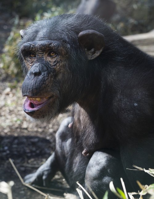 chimp  zoo  monkey
