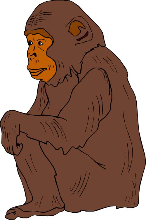 chimp brown sitting