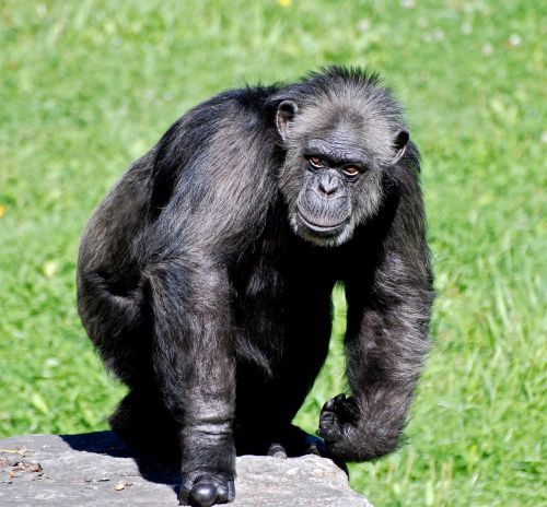 chimpanzee animal apes