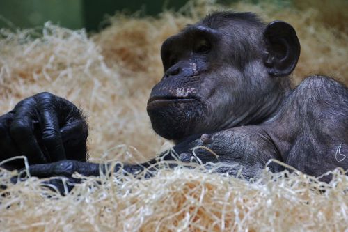 chimpanzee monkey ape