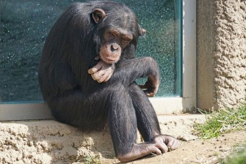 chimpanzee primate ape