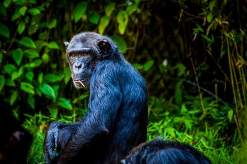 chimpanzee monkey ape