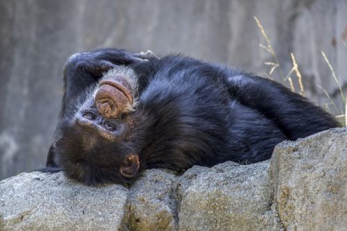 chimpanzee monkey ape