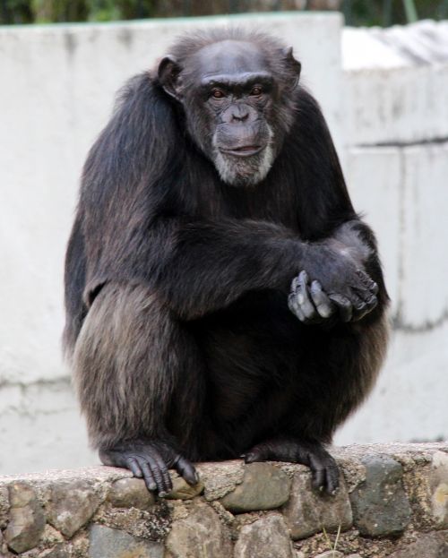 chimpanzee primacy monkey