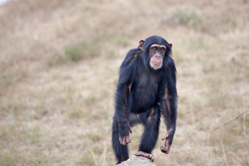 chimpanzee monkey animal