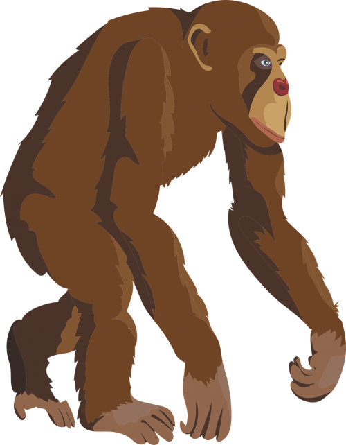 chimpanzee animal monkey