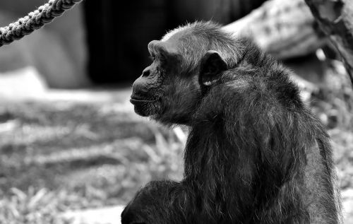 chimpanzee monkey animal world