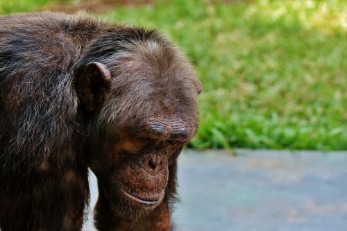 chimpanzee monkey animal world