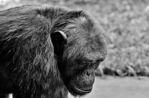 chimpanzee monkey animal world