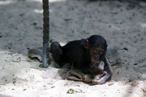 chimpanzee zoo small