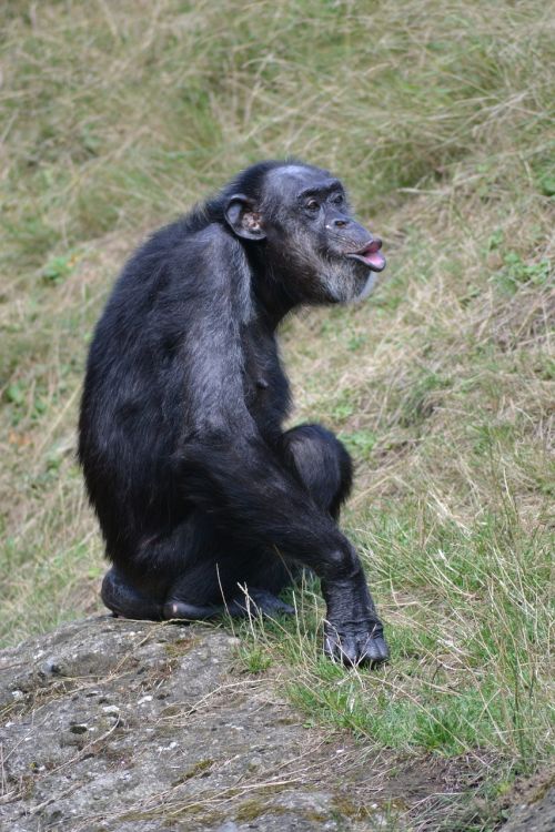 chimpanzee monkey zoo