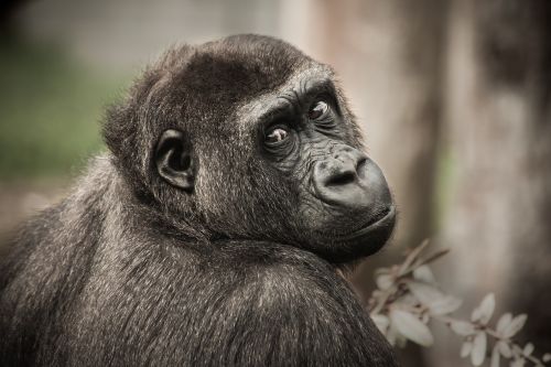 chimpanzee view monkey