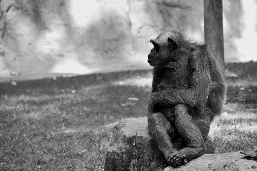 chimpanzee ape monkey