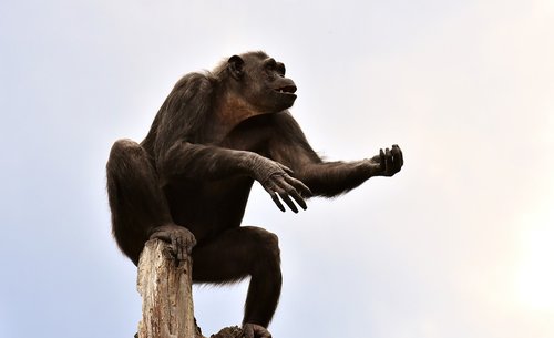 chimpanzee  monkey  animal world