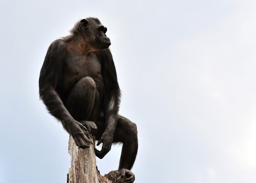 chimpanzee  monkey  animal world
