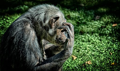 chimpanzee  monkey  animal world
