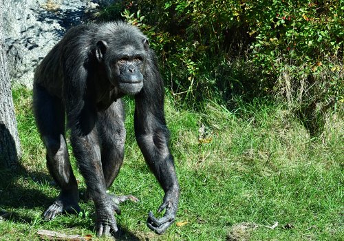 chimpanzee  monkey  animal world