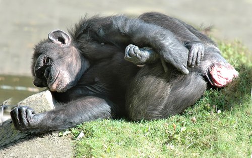 chimpanzee  animal  monkey