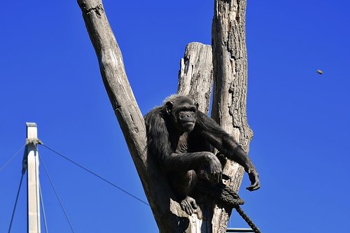 chimpanzee  monkey  food