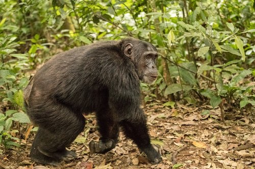 chimpanzee  safari  nature