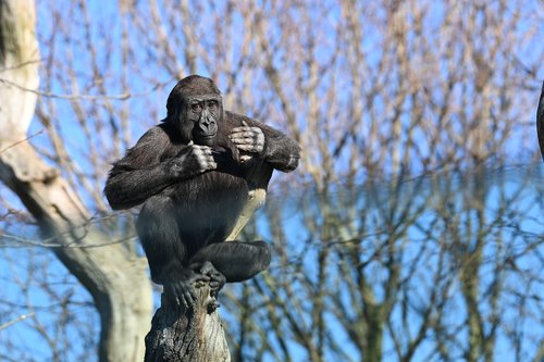 chimpanzee  zoo  monkey