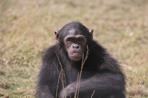 chimpanzee  eden  jane