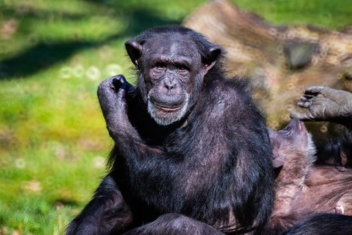 chimpanzee  ape  animal