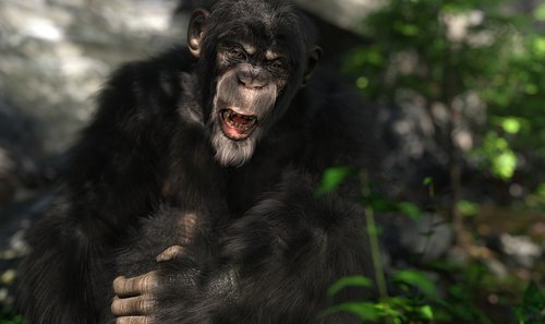 chimpanzee  monkey  ape