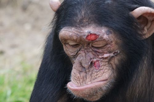 chimpanzee mammal injury