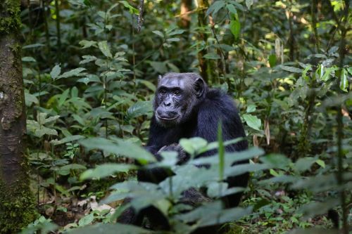 chimpanzee uganda monkey