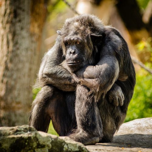 chimpanzee sitting sad