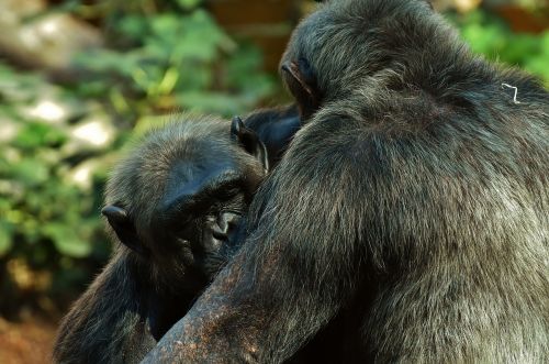 chimps monkey animal world