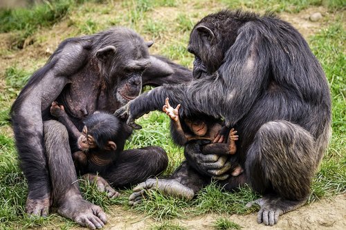 chimps  ape  apes