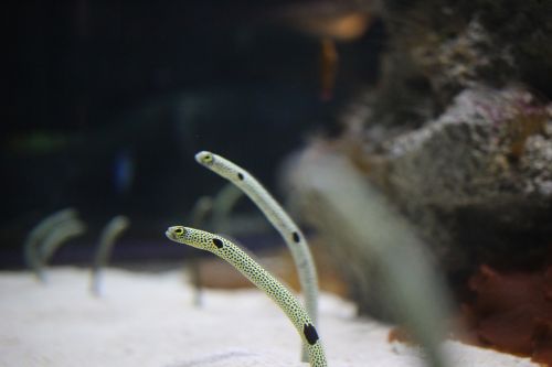 chin anago aquarium