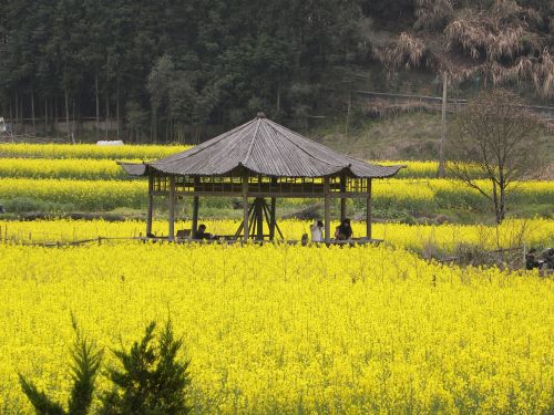 china flowers yellow